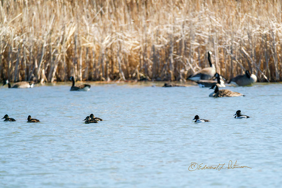 Ring-necked Ducks #2 Photograph by Ed Peterson