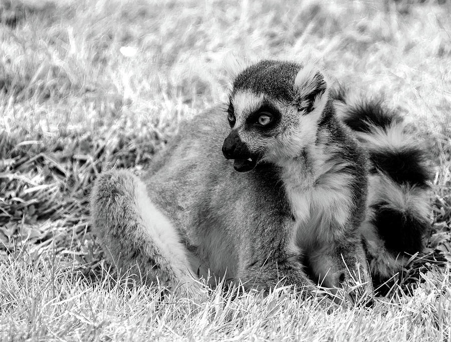 Ring tailed lemur #2 Photograph by Ed James