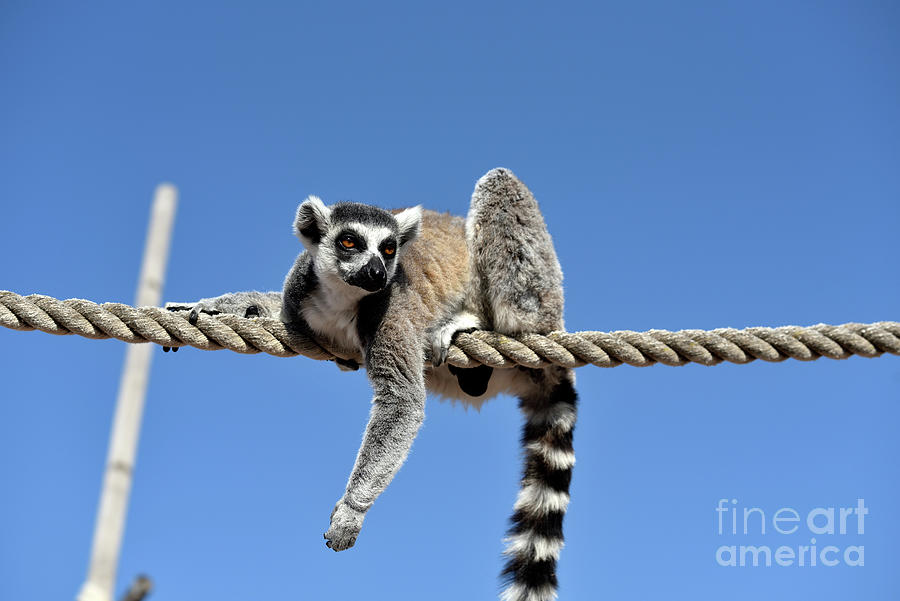 Mammal Photograph - Ring Tailed Lemur #5 by George Atsametakis