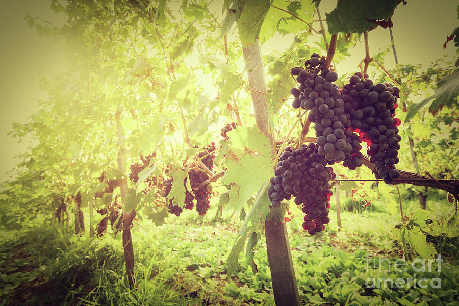 Ripe wine grapes on vines in Tuscany vineyard, Italy #2 Photograph by Michal Bednarek
