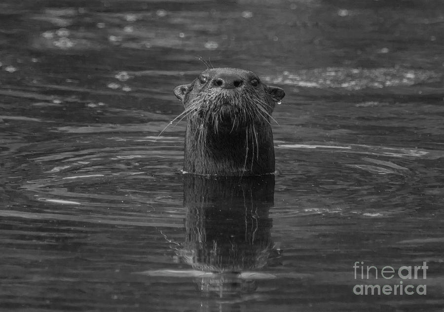 River Otter Photograph By Brian Kamprath Fine Art America   2 River Otter Brian Kamprath 