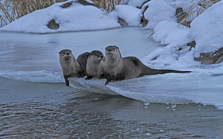 River Otters #2 Photograph by Gary Wing
