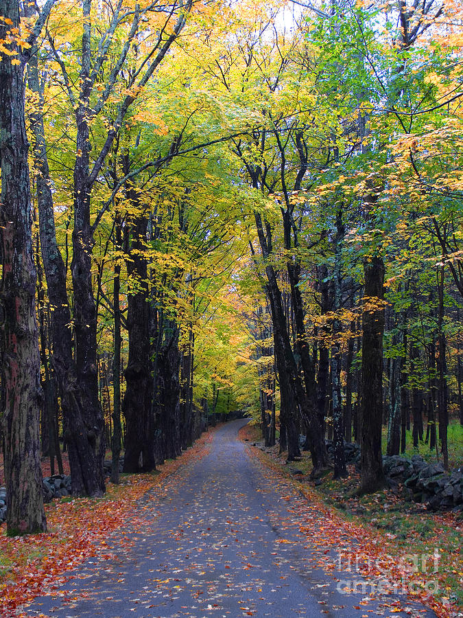 Road Through Autumn Woods #2 Photograph by Larry Landolfi