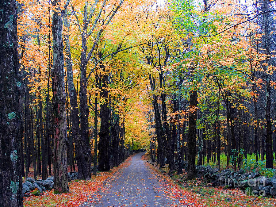 Road Through Woods #2 Photograph by Larry Landolfi