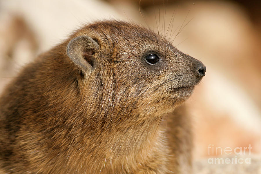 Rock Hyrax, Procavia capensis #2 Photograph by Alon Meir