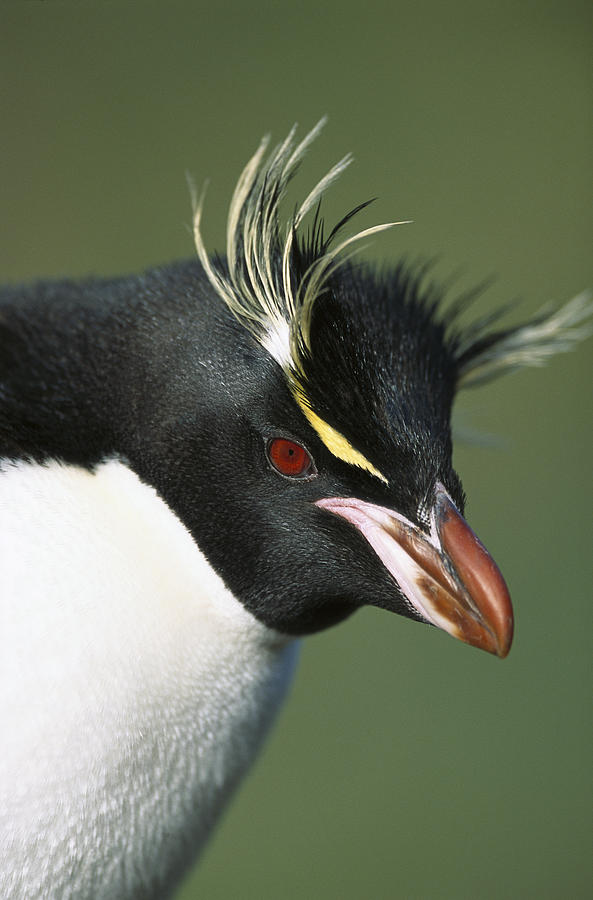 Bird Photograph - Rockhopper Penguin Eudyptes Chrysocome #2 by Tui De Roy