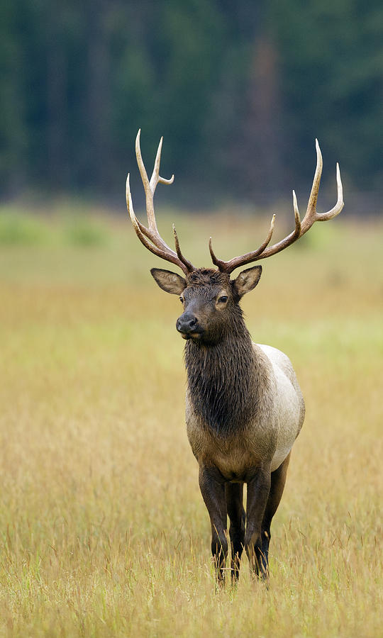 mountain bull elk