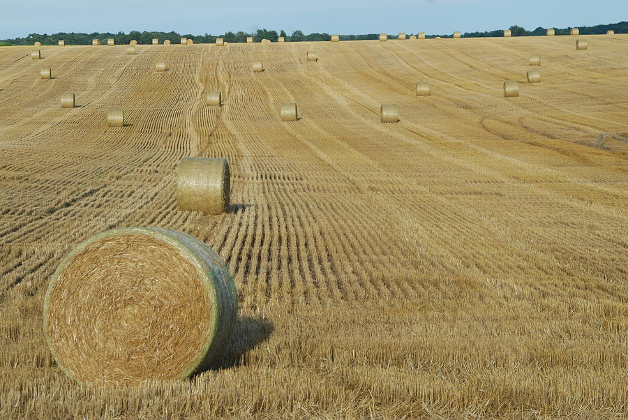 Rolled hay #2 Photograph by David Campione