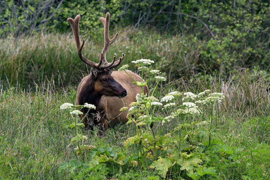 Roosevelt Elk Bull Photograph