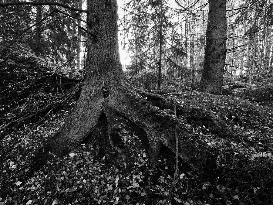Roots Photograph by Jouko Lehto