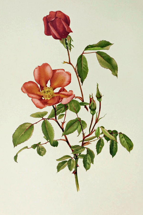 Rosa Chinensis Painting by Alfred Parsons | Fine Art America