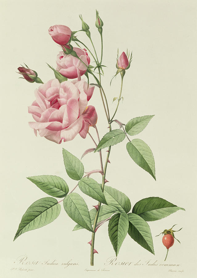 Flower Drawing - Rosa Indica Vulgaris by Pierre Joseph Redoute