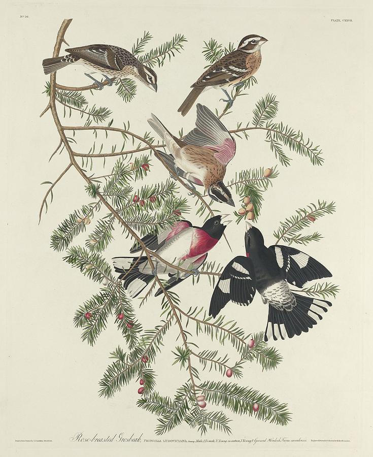 John James Audubon Drawing - Rose-Breasted Grosbeak #2 by Dreyer Wildlife Print Collections 