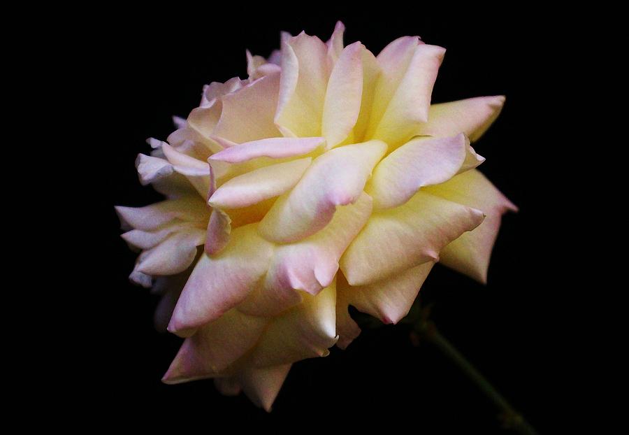 Nature Photograph - Rose #2 by Carol Welsh
