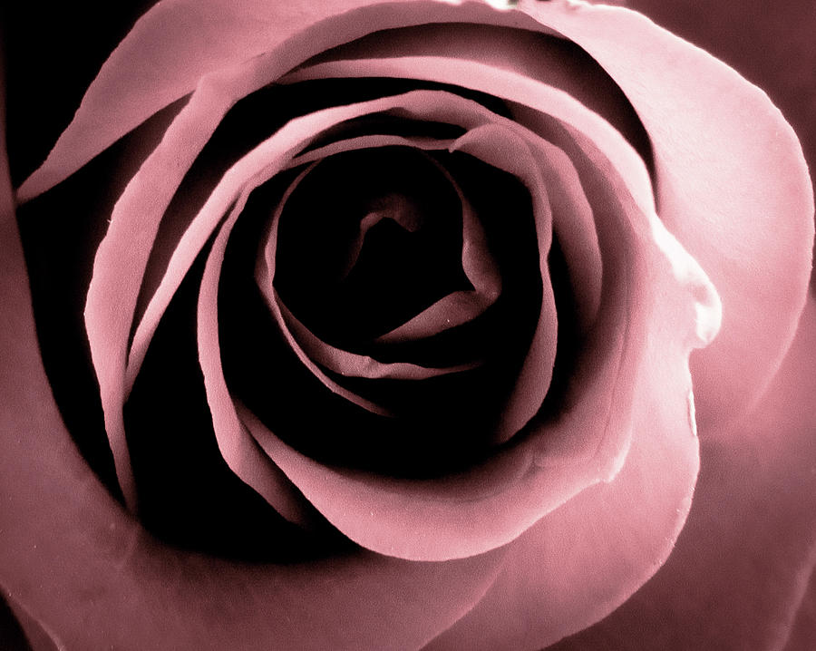 Nature Photograph - Rose Flower #2 by Cesar Vieira
