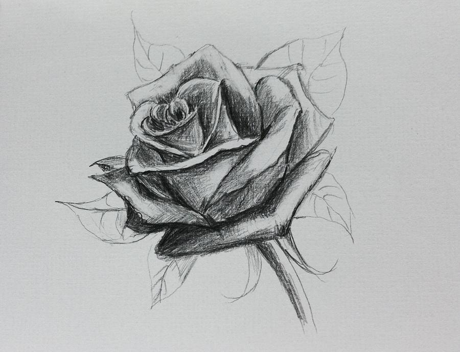 Dried Rose Drawing by Hae Kim - Fine Art America