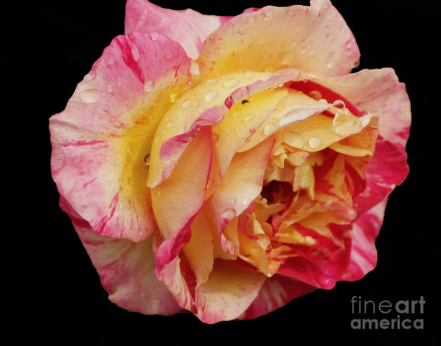 Rose IV #2 Photograph by Cassandra Buckley