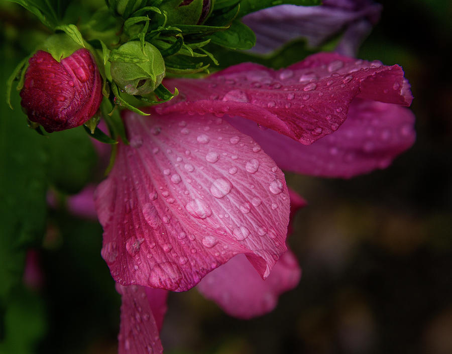 Rose of Sharon Hibiscus with rain drops #2 Photograph by Garry McMichael