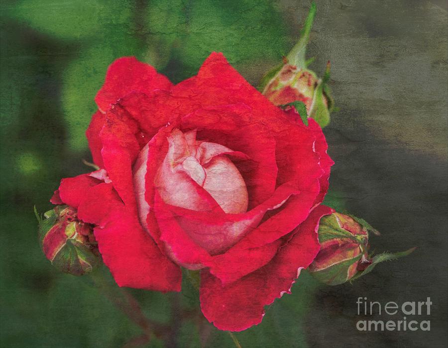 Rose Red #2 Photograph by Cathy Donohoue