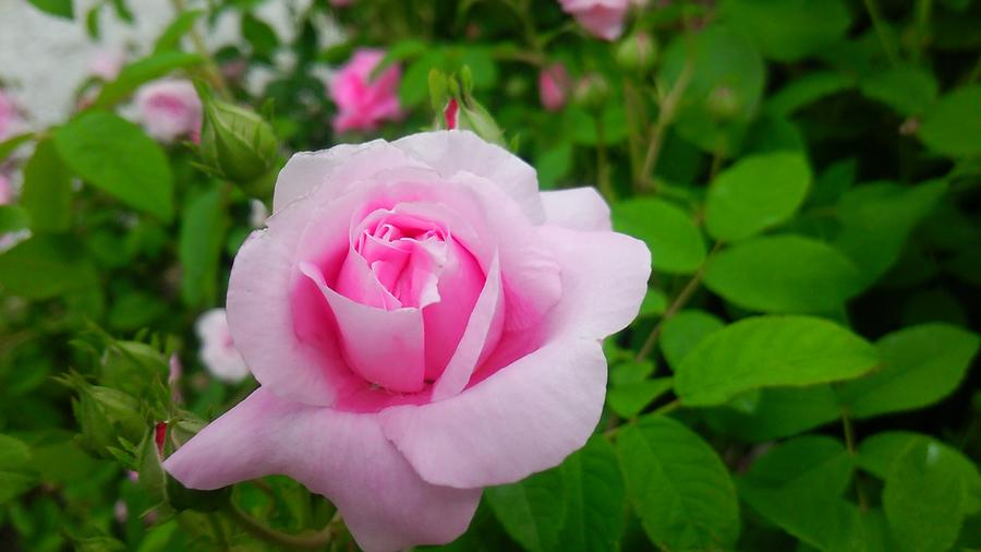 Rose #2 Photograph by Tomoko Takigawa