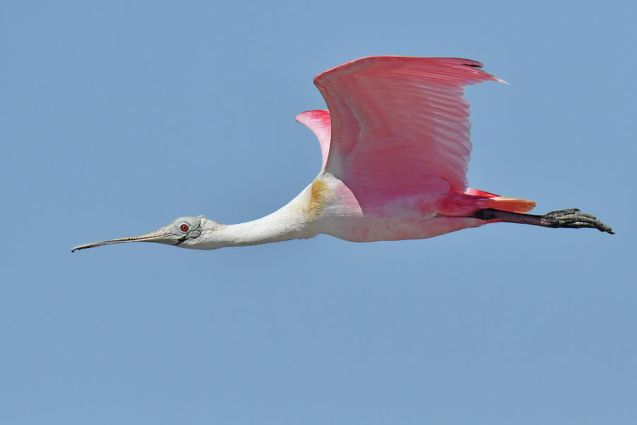 Roseate Spoonbill #2 Photograph by Alan Lenk