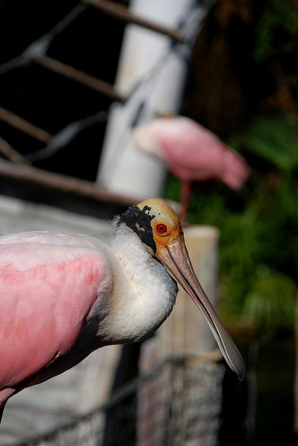 Roseate Spoonbill #2 Photograph by Kenny Glover