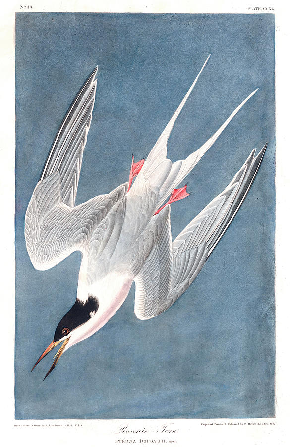 Roseate Tern Painting by John James Audubon - Fine Art America