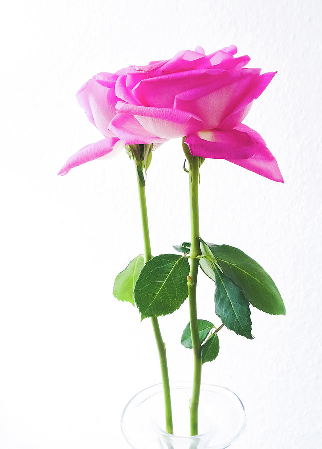 Flower Photograph - Roses #2 by Cesar Vieira
