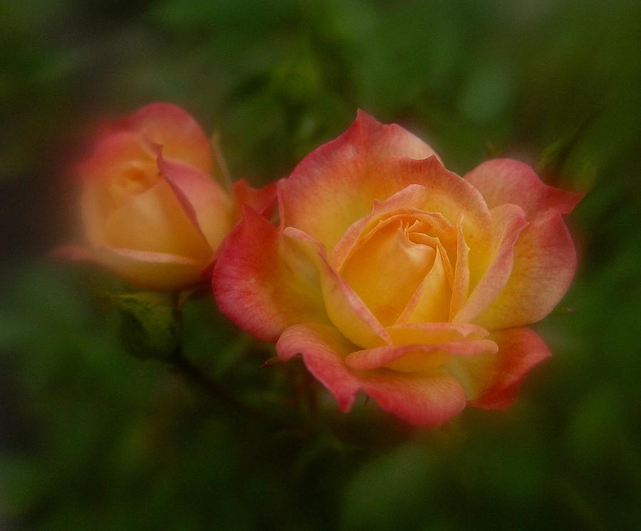 2 Roses Photograph by Richard Cummings