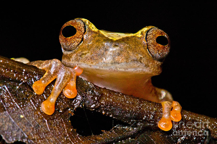 Ross Allens Treefrog #2 Photograph by Dant Fenolio