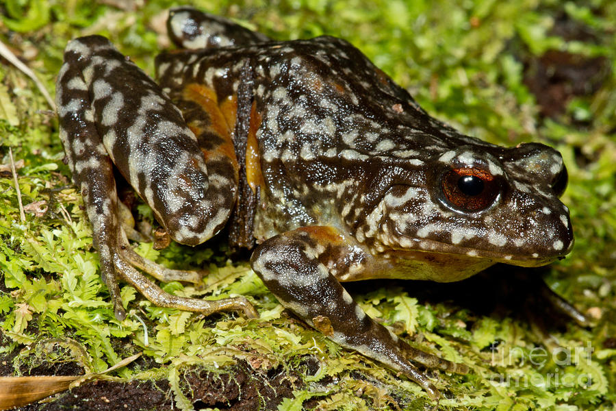 Rosy Ground Frog #2 Photograph by Dant Fenolio