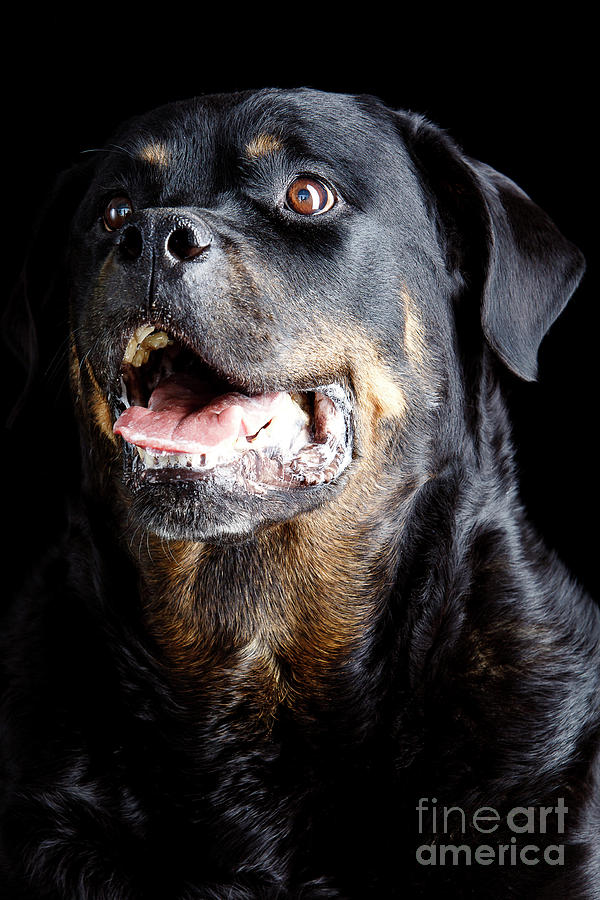 Rottweiler Dog Photograph