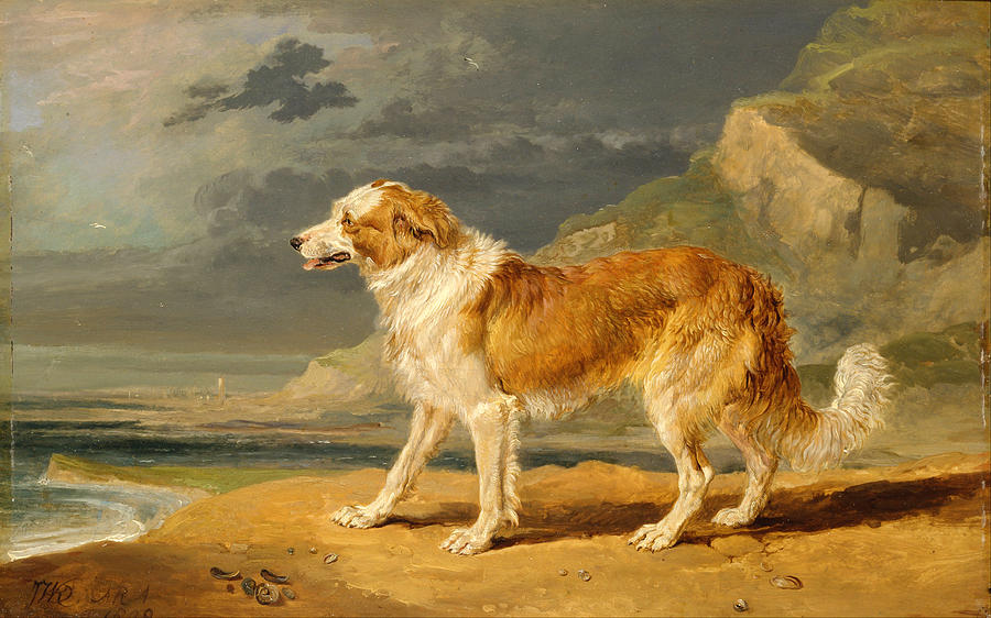 Rough-Coated Collie #2 Painting by James Ward