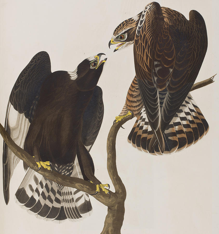 John James Audubon Painting - Rough-legged Falcon by John James Audubon