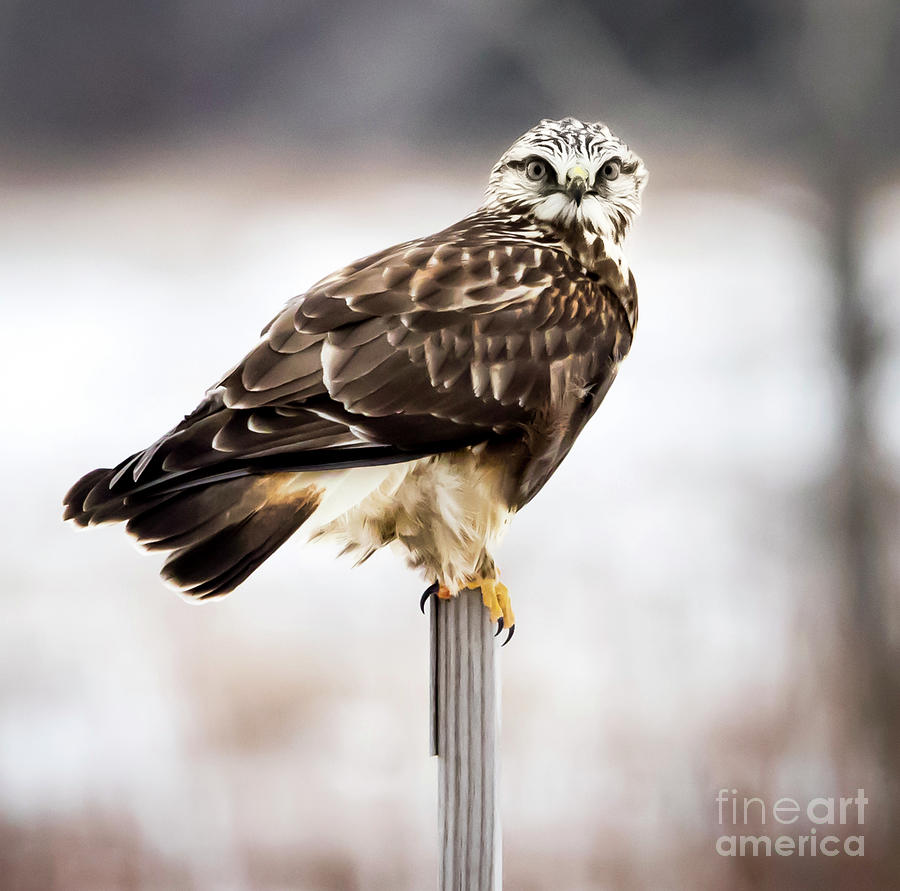 Bird Photograph - Rough-Legged Hawk #2 by Ricky L Jones