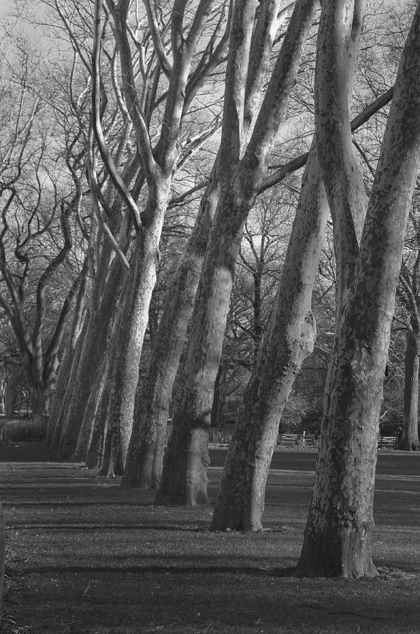 Row Trees #2 Photograph by Henri Irizarri