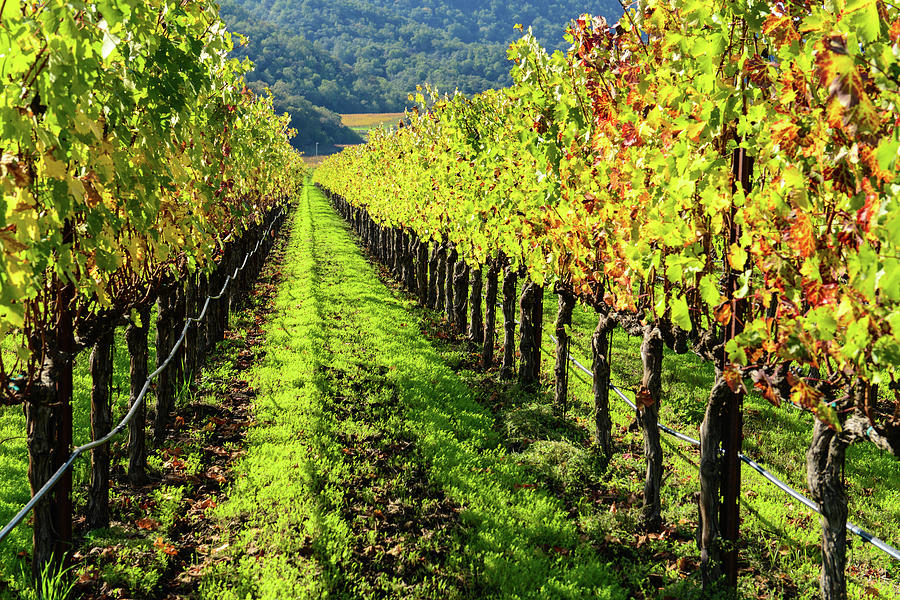 Rows of Grapevines in Napa Valley California #2 Photograph by Brandon Bourdages