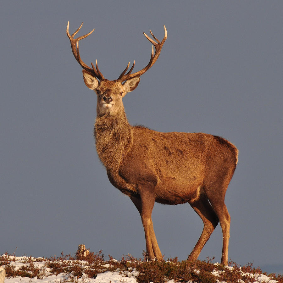  Royal Stag #2 Photograph by Gavin MacRae
