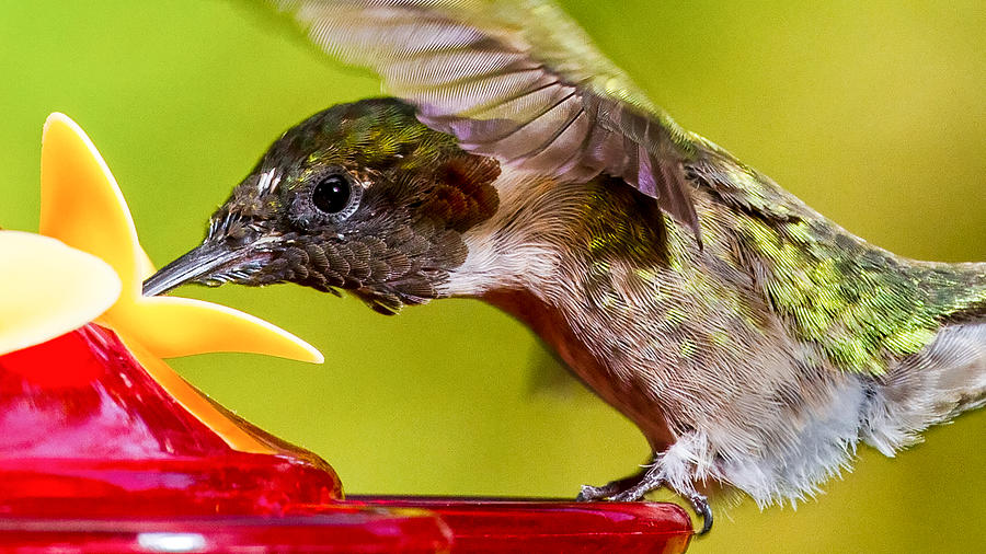 Ruby-Throated Hummingbird #2 Photograph by Brian Caldwell