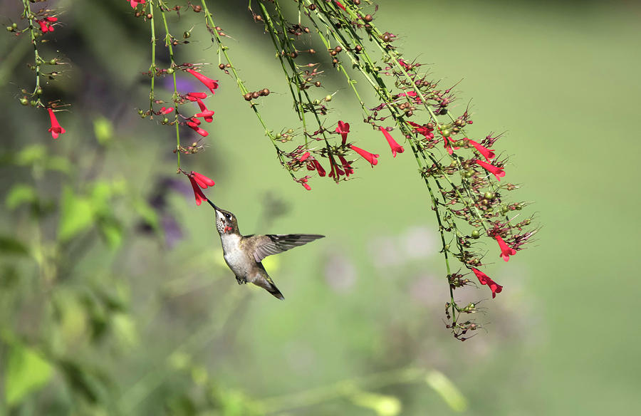 Ruby Throated Hummingbird #2 Photograph by Jack Nevitt