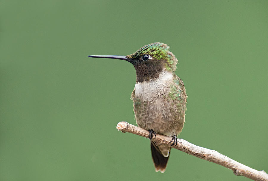 Ruby-throated Hummingbird #2 Photograph by Jim Zablotny