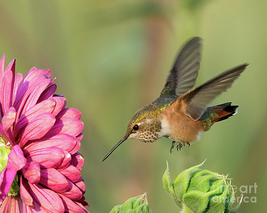 Rufous Hummingbird #2 Photograph by Dennis Hammer