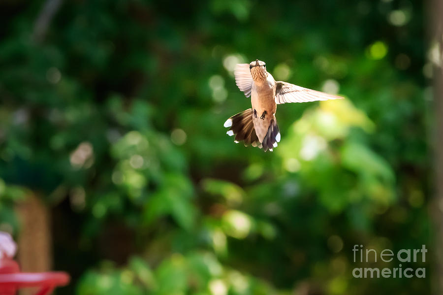 Rufous Hummingbird #2 Photograph by Richard Smith