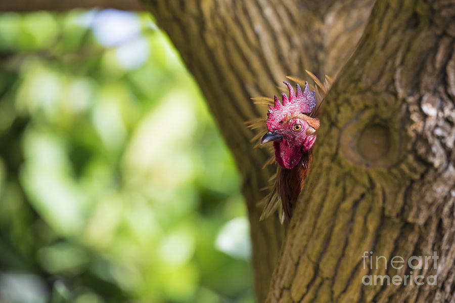 Ruster Chicken Portrait In Hawaii Photograph By Mariusz Prusaczyk