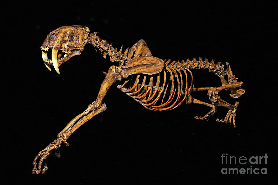 Prehistoric Photograph - Sabertooth Cat #2 by Millard Sharp