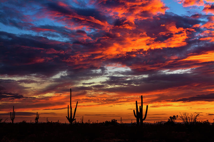 Saguaro Silhouette Sunset #2 Photograph by Saija Lehtonen