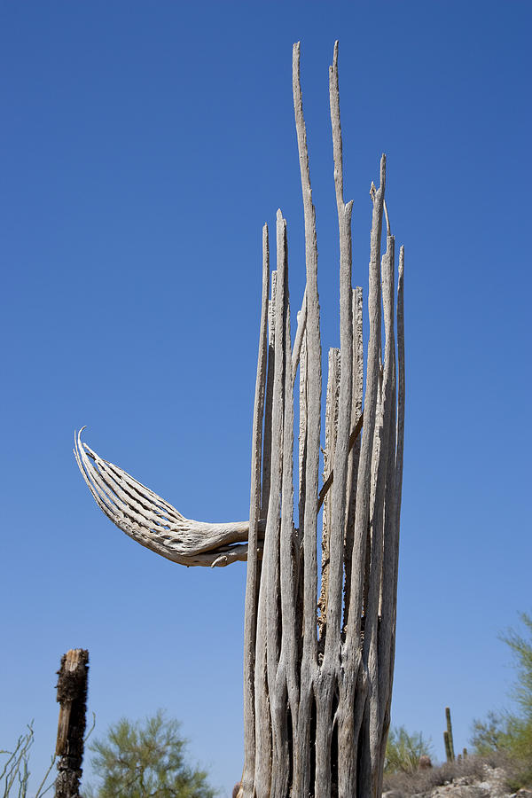 Saguaro Skeleton #2 Photograph by Kelley King