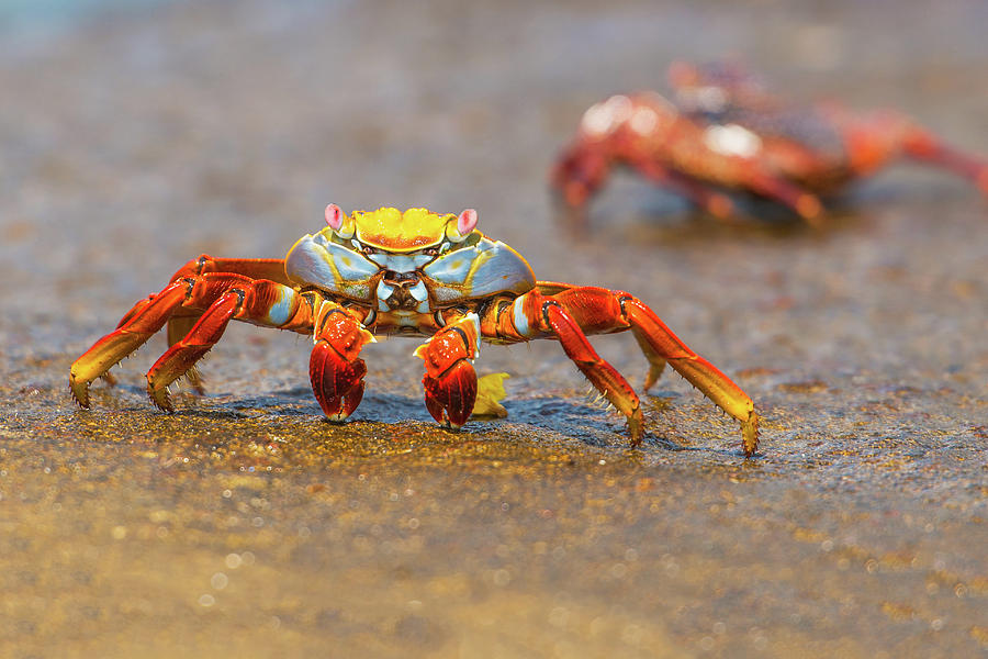 Sally Lightfoot crab on Galapagos Islands #2 Photograph by Marek Poplawski