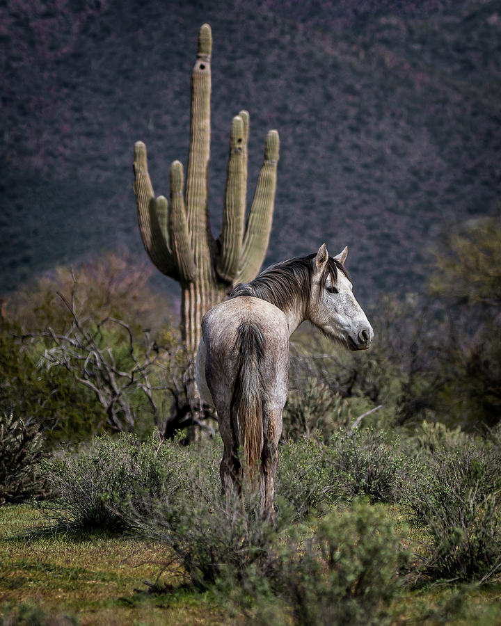 Salt River Stallion Photograph by American Landscapes