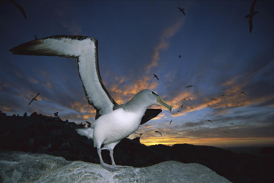 Salvins Albatross at Sunset #2 Photograph by Tui De Roy
